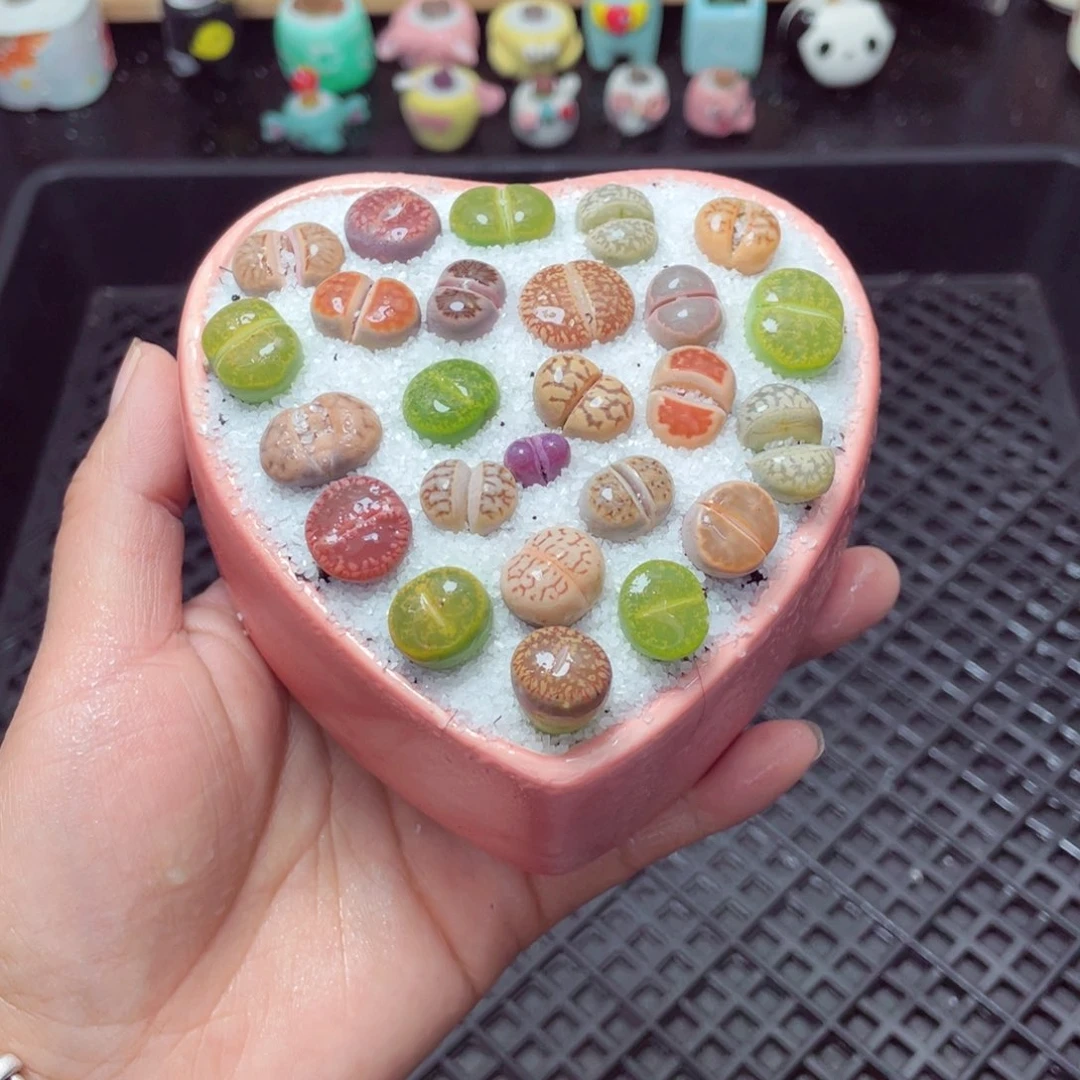 w3250 带盆土发货-零下地区拍保温箱