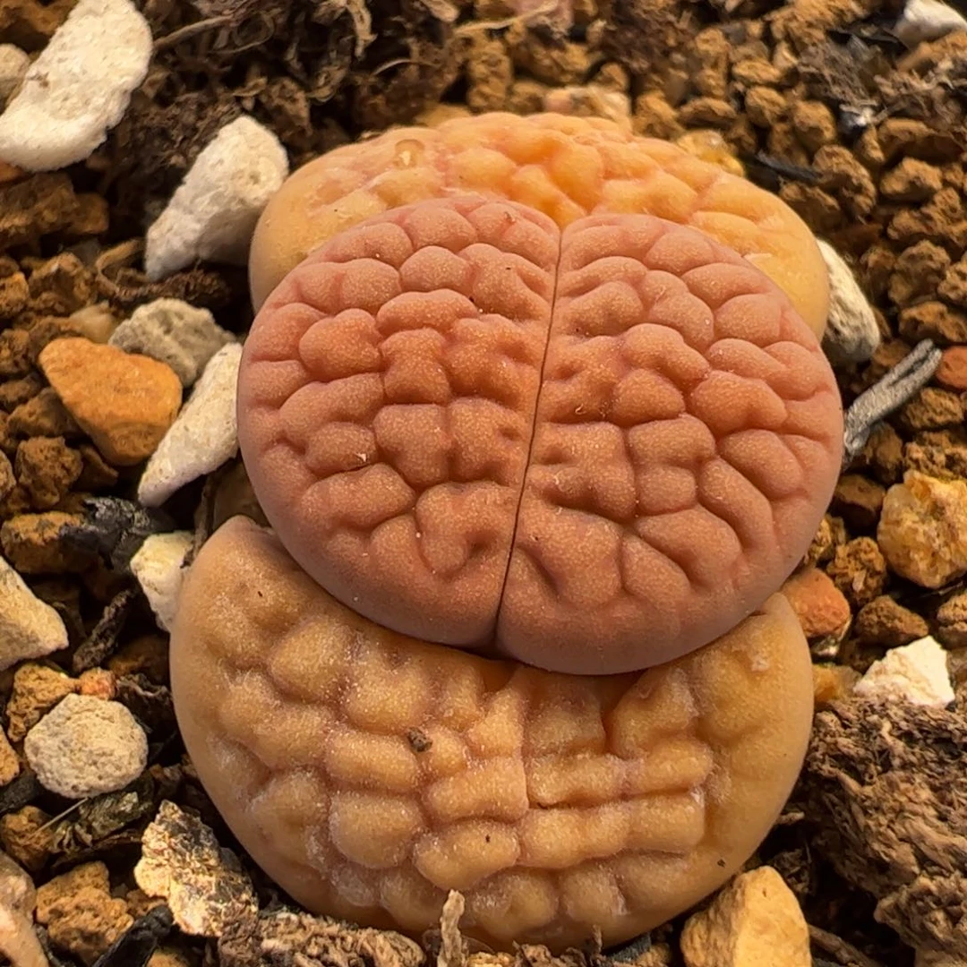 863多肉植物百科