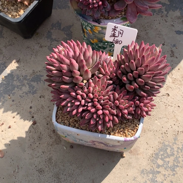 虞美人大群潜力股多肉寄养