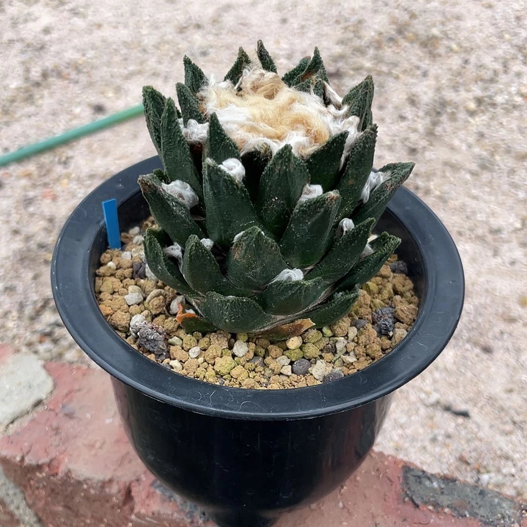 7.2cm自根勃士牡丹