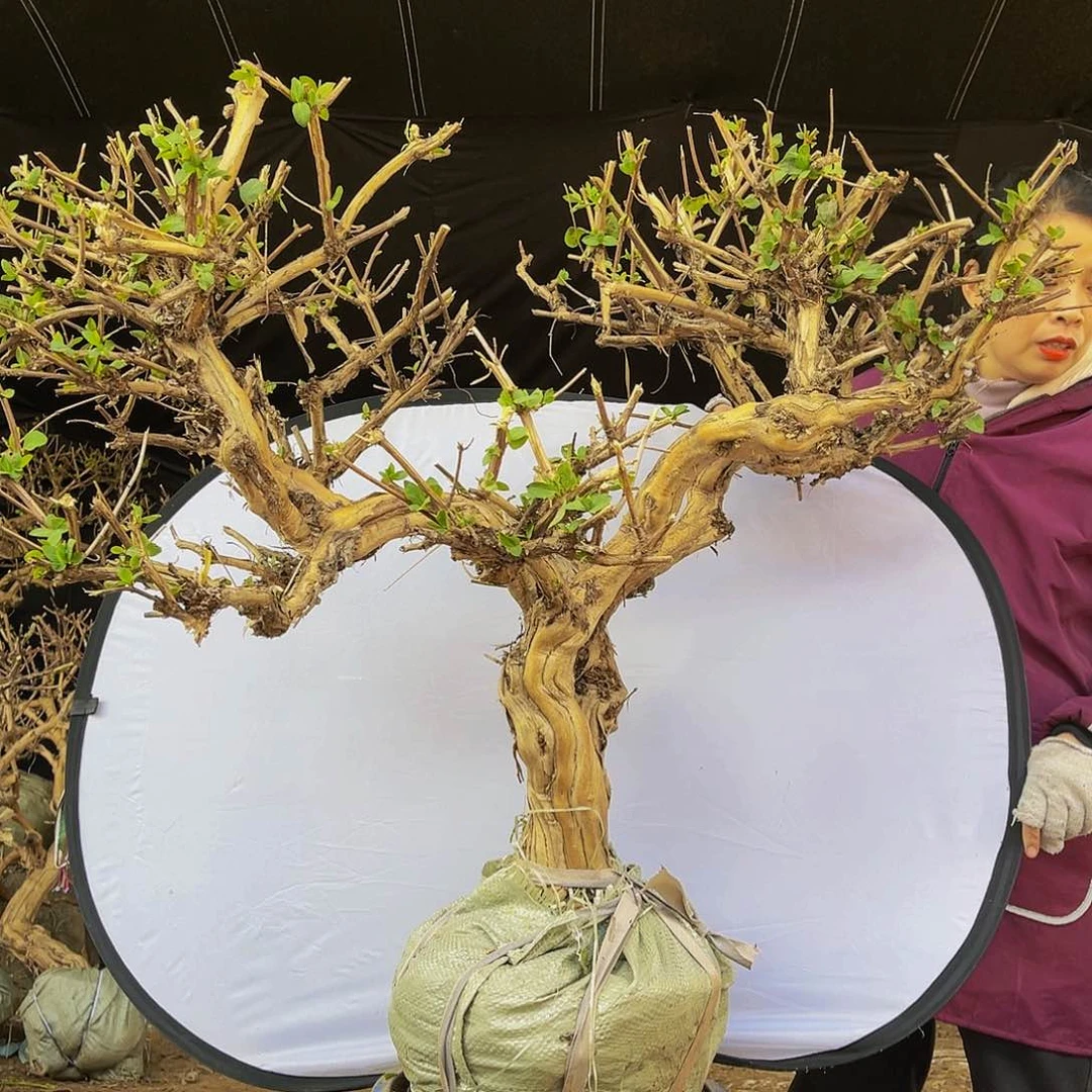 当前无花朵，栽培后可花朵