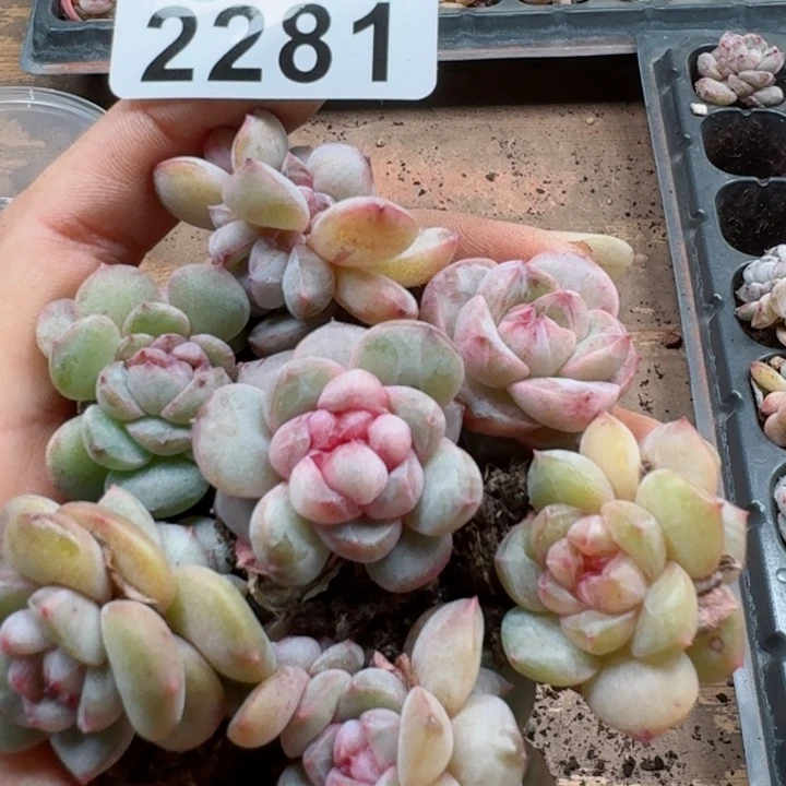 多肉植物多肉植物