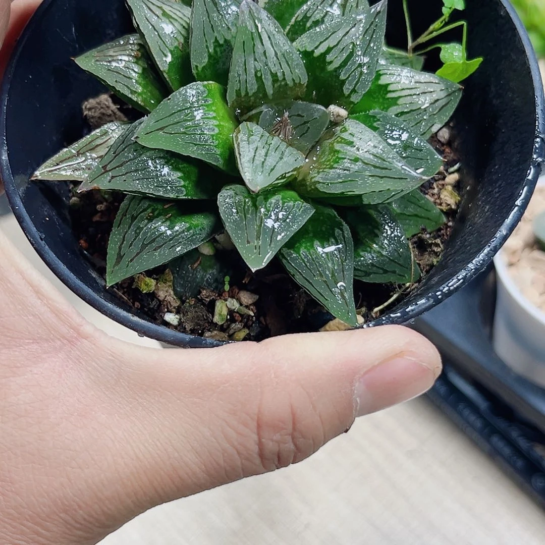 母本寿系列新手好养