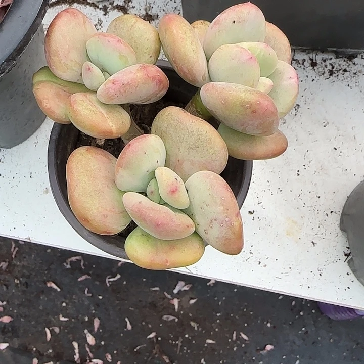 青蛙王子儿童牙膏11