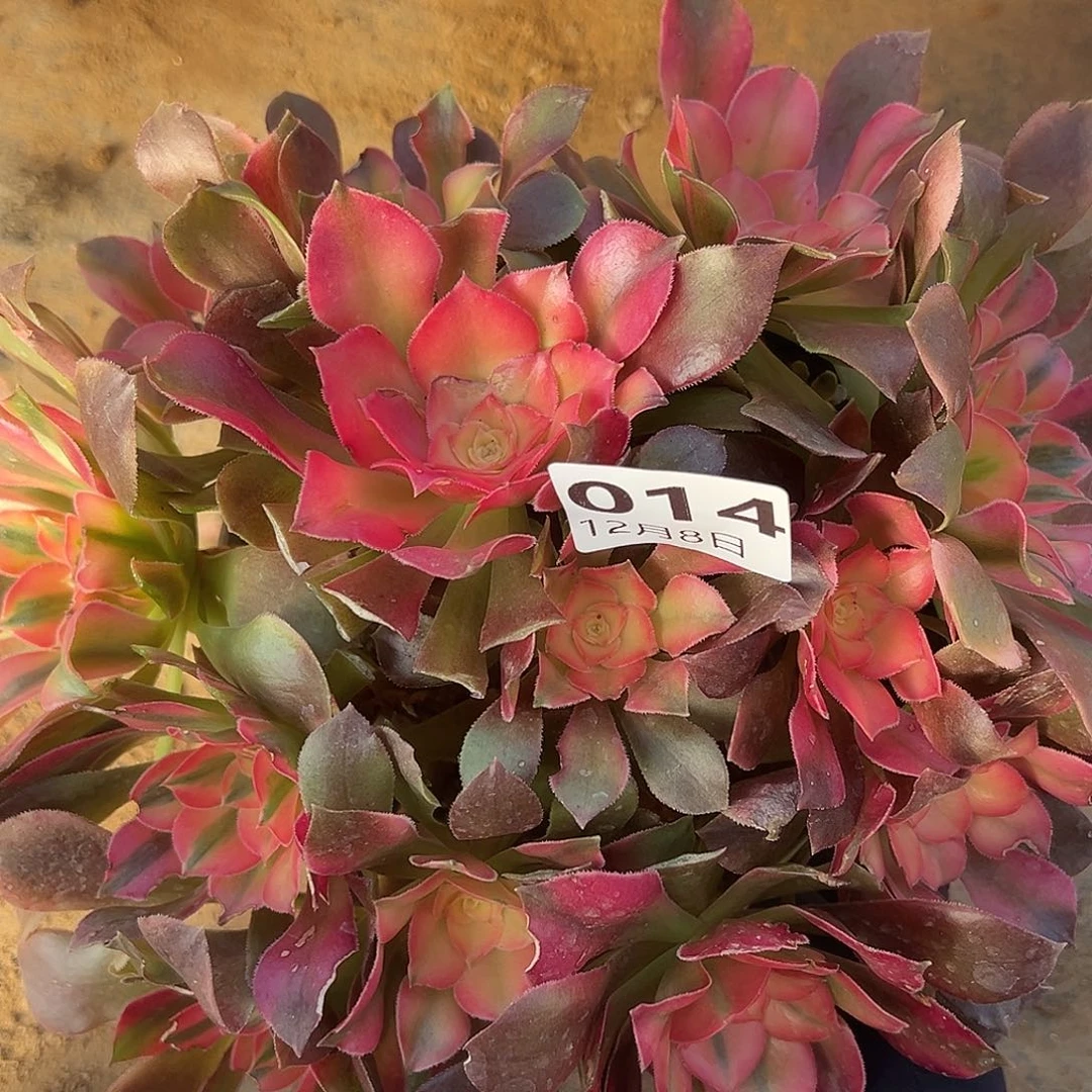 12.8-14香妃多肉植物