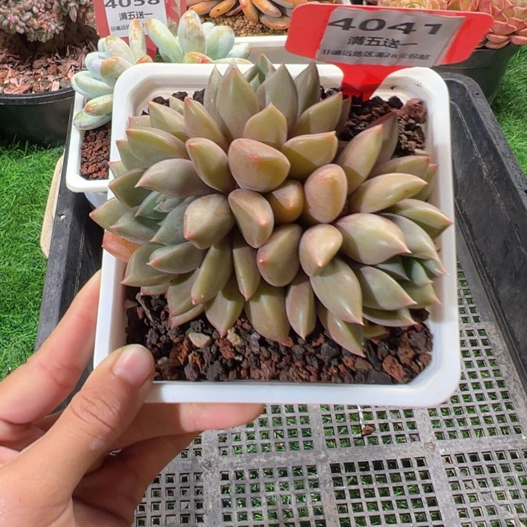 表妹精品多肉4041: