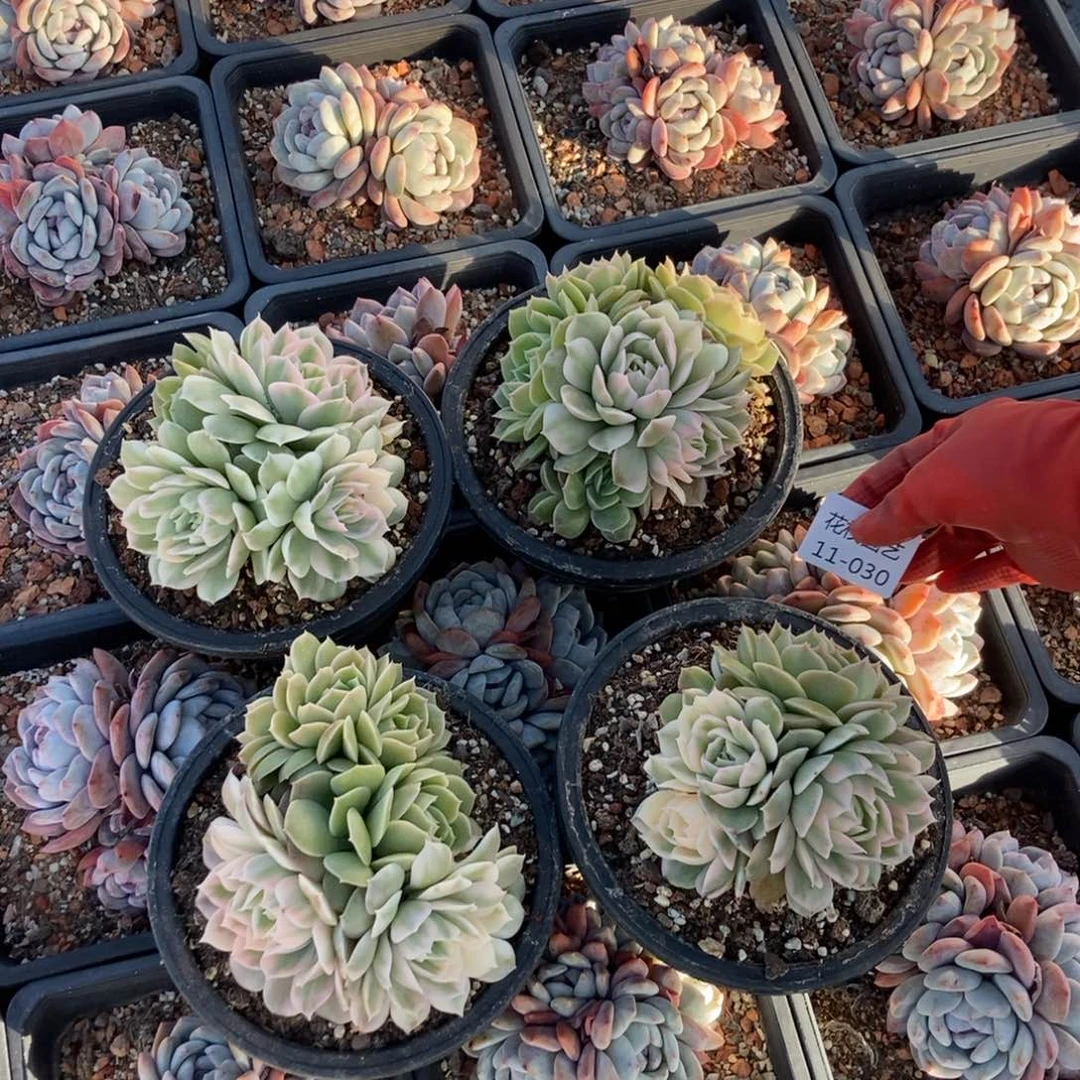 11.30昂斯诺锦大随机发货一颗