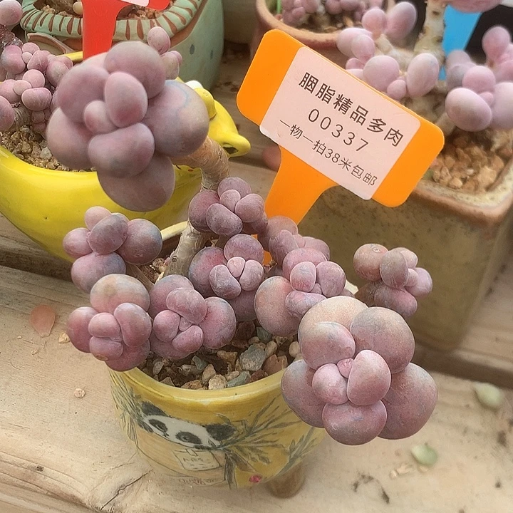 337MP5咯LJL咯哦拖弄