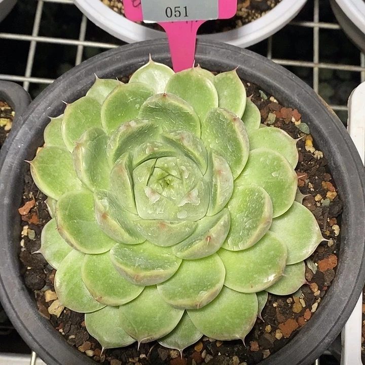 x051-多肉植物 东云