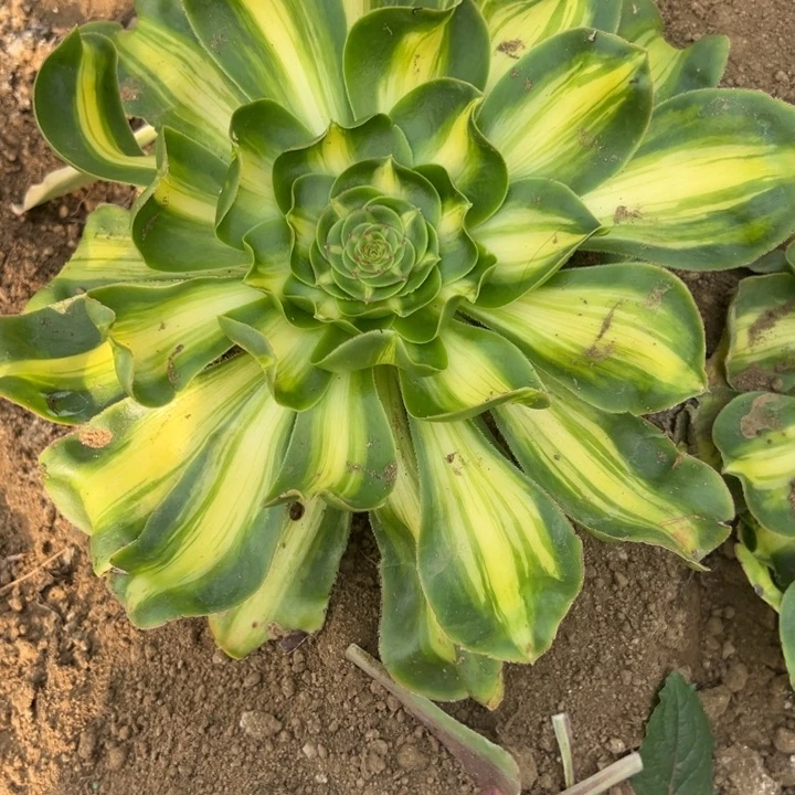 多肉植物暴军不售后