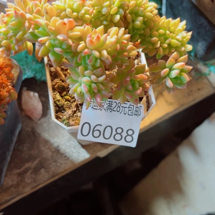 幸运的是我还在幸运