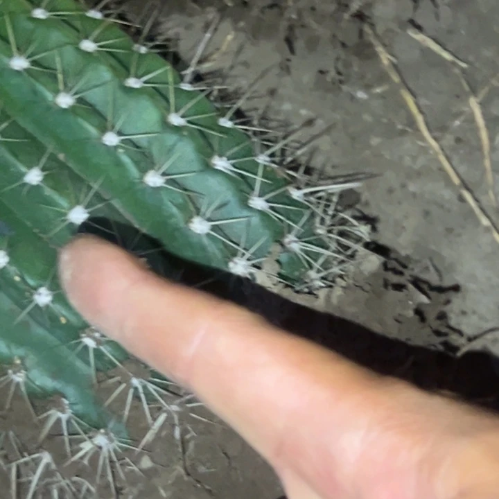 宇****）清清13根瑕疵仙人球2