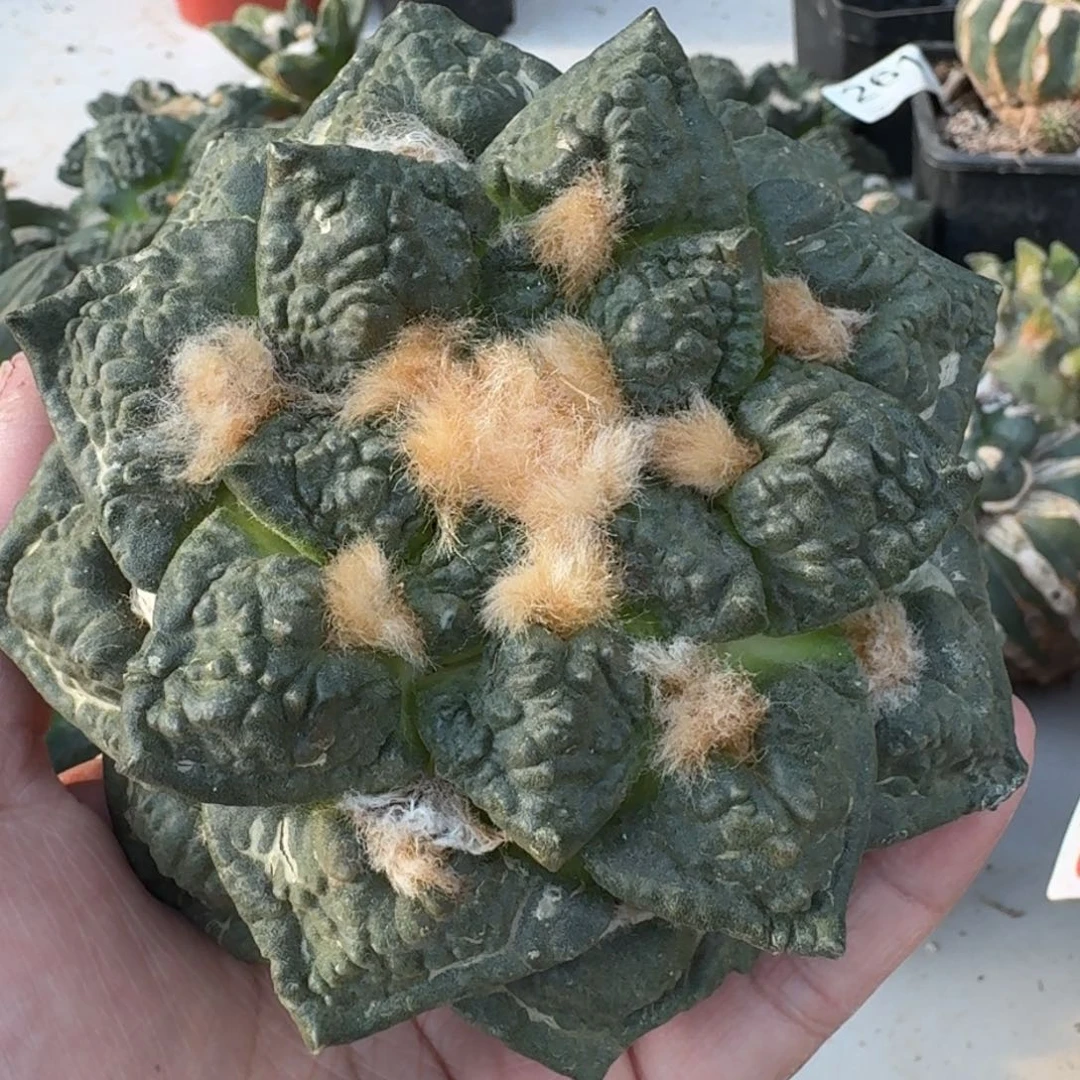 【闪购商品】油*墩龟甲连山