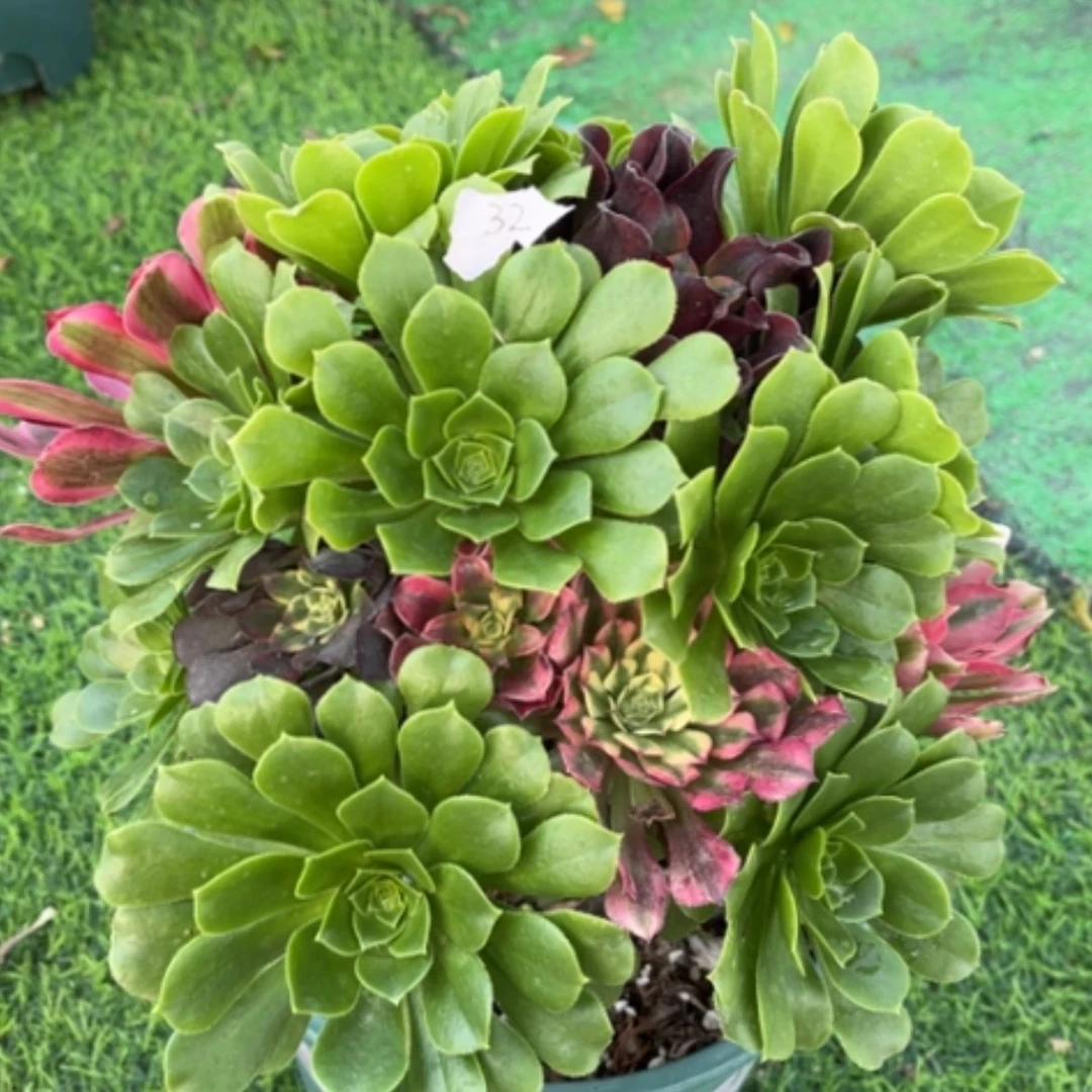 【闪购商品】32嫁接多肉法师