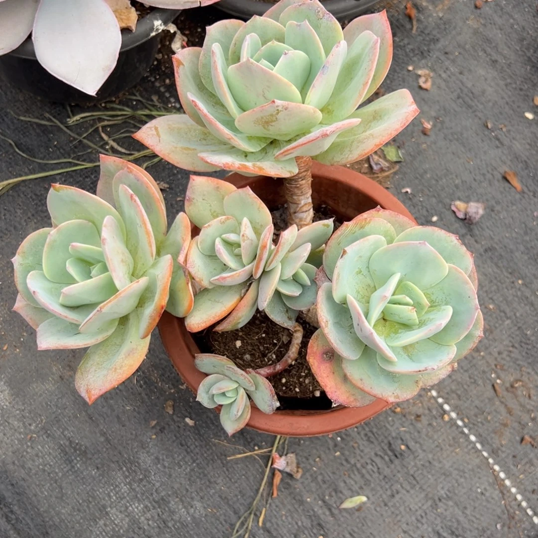 多肉植物多头白凤
