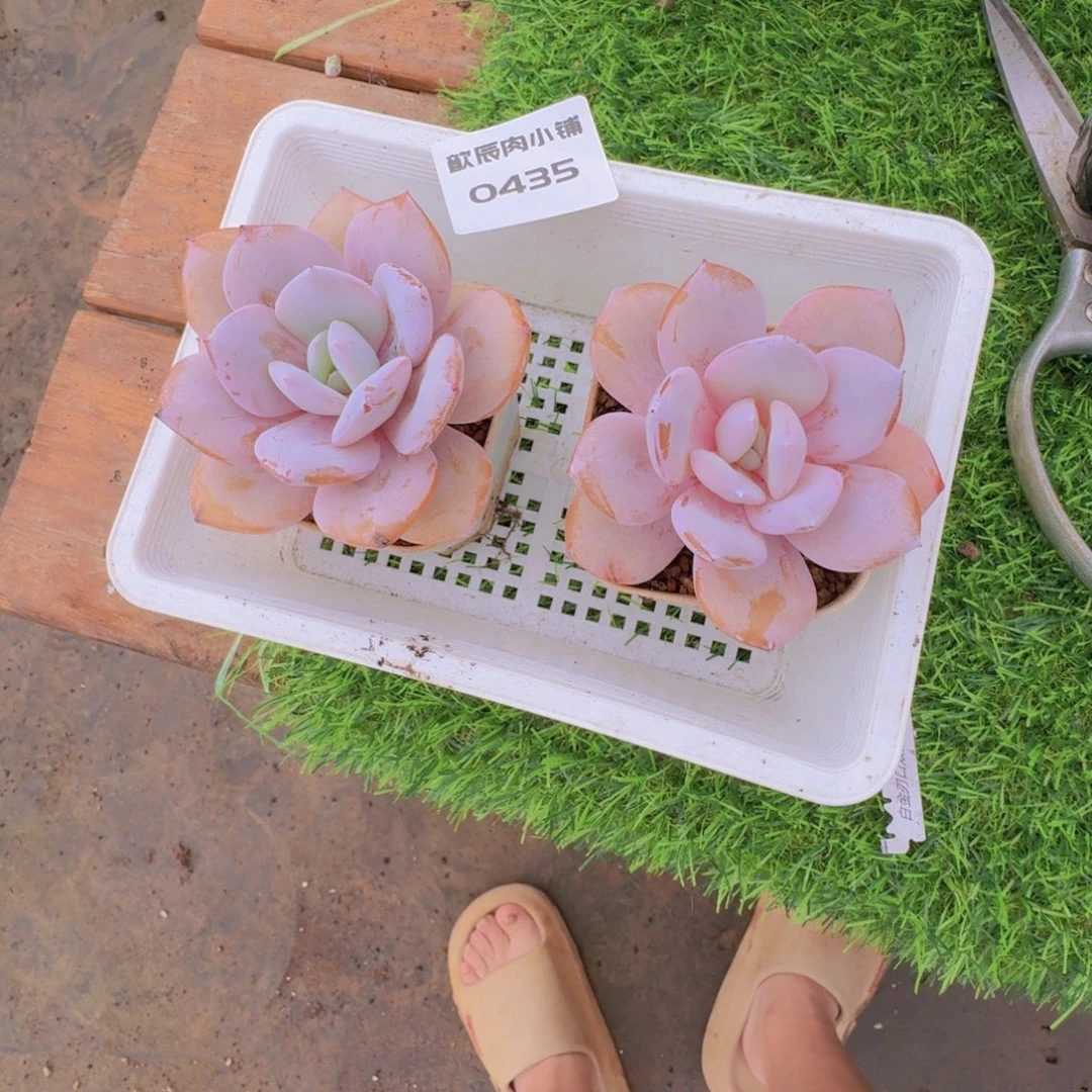 神***i多肉植物奶茶两颗0435