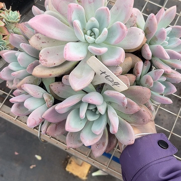 两单包邮，一物一拍124奥普