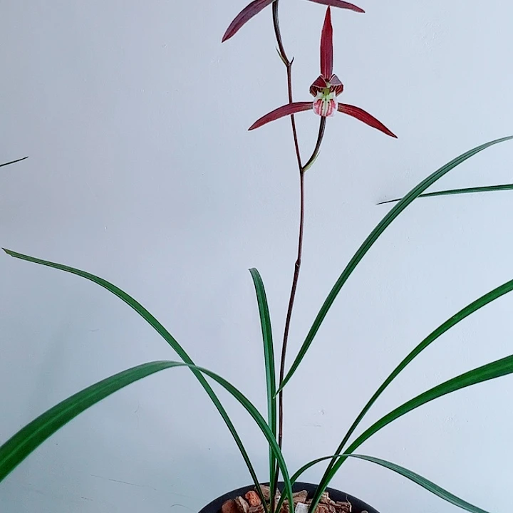 飞***般完全开放一物一拍