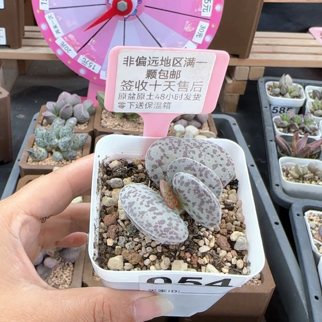 小*子054花蛋多肉植物