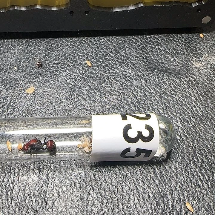 亦***云蚂蚁工坊肯尼亚收获残屁股小凹