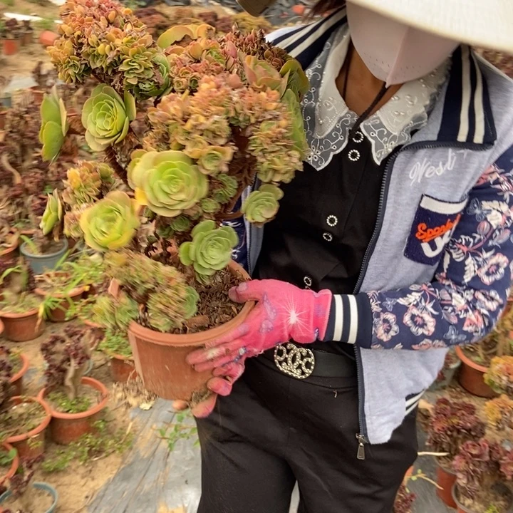 皓***售025玫瑰缀化老桩老桩寄养一起发货