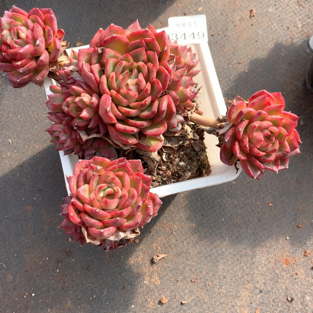 漂*瓶3449瑕疵不售后特价处理