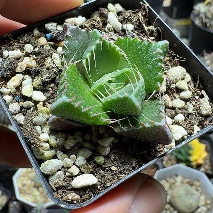 637虎颚脱土发货实生