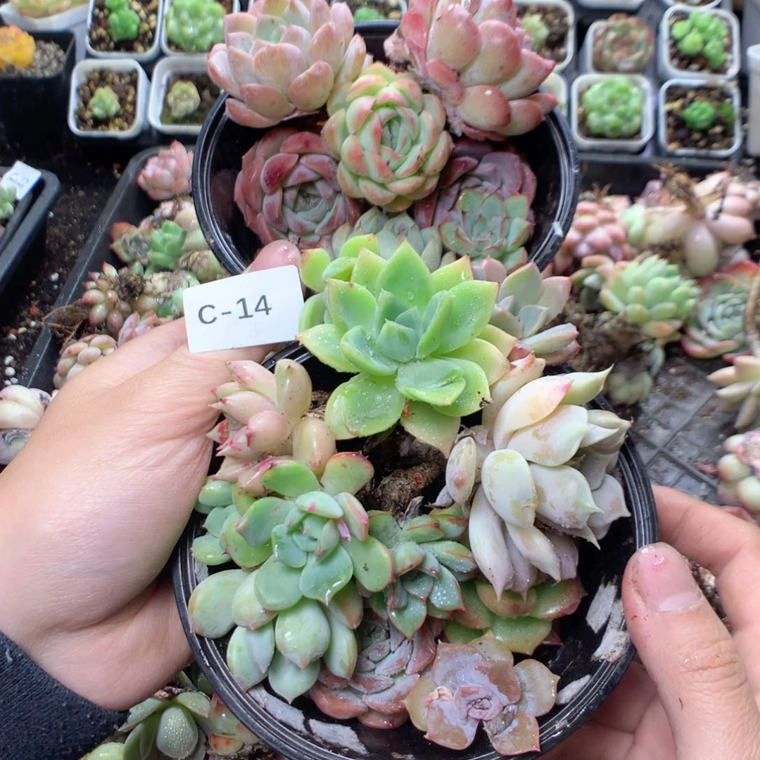 无花朵C14英语英语英语英语英语英语