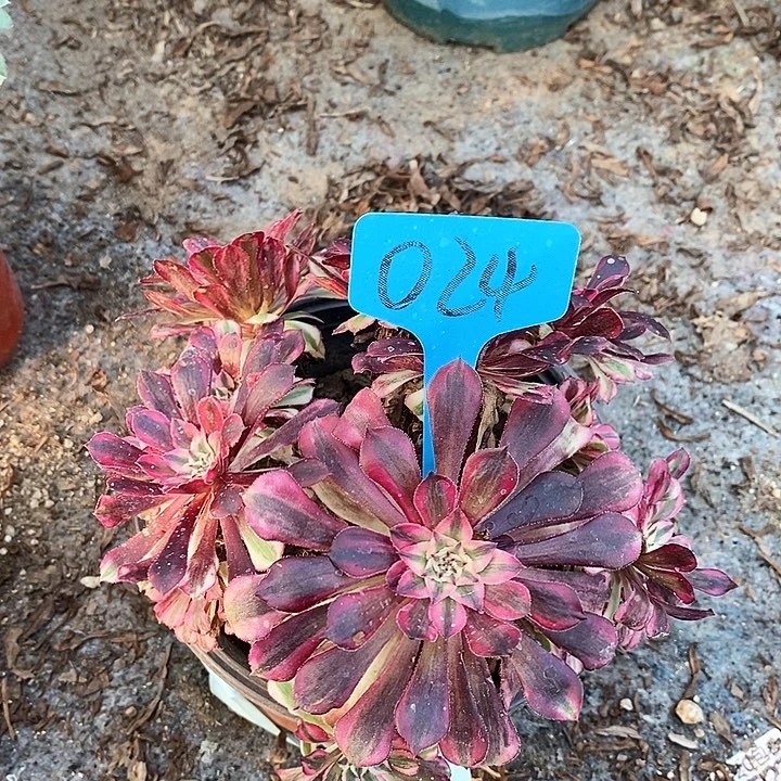 024 一颗红铜葫超白