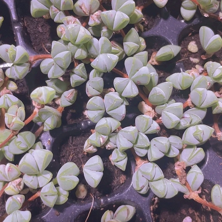 碧玉连精品多肉量拍