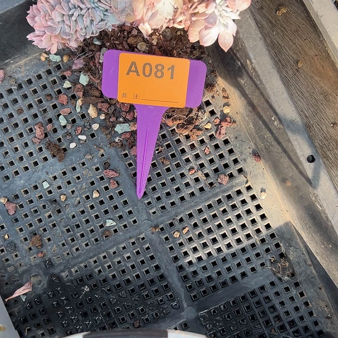 龙***豆多肉植物一物一拍