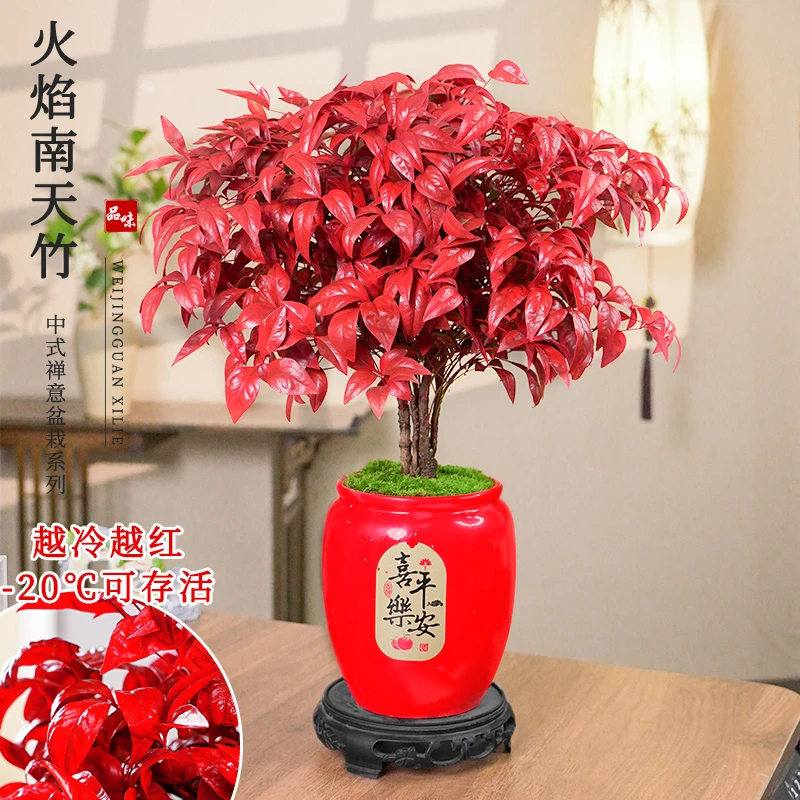 （天气越冷叶子越红）火焰南天竹盆栽室内外四季观叶花卉绿植摆件