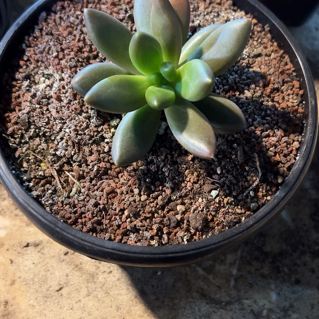 迷***，薯条单头一个看看