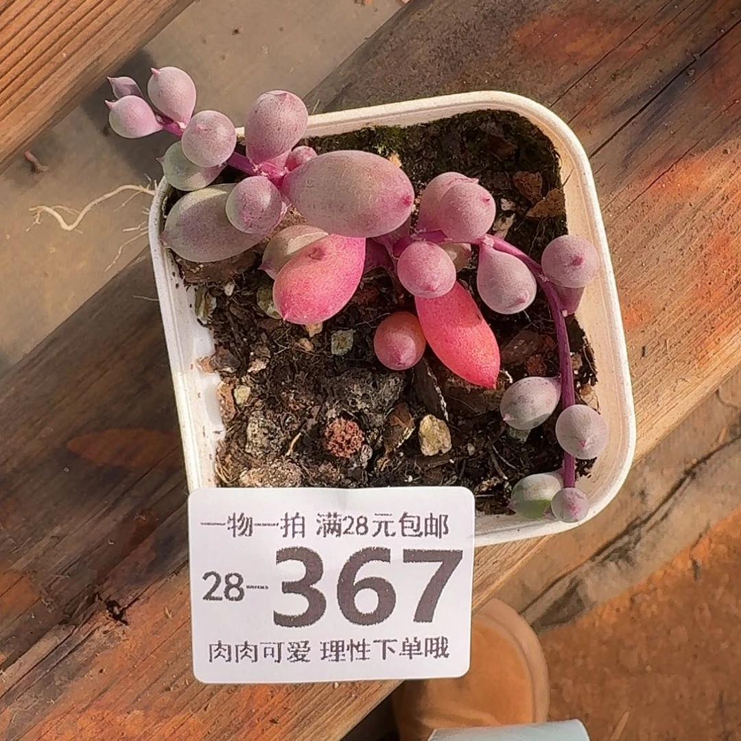 紫泡泡无盆土发货无