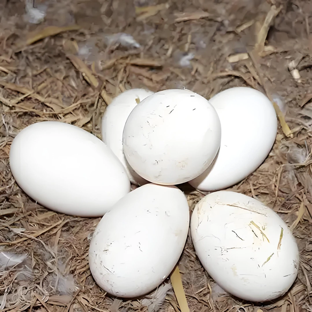 东北农家散养土鹅蛋，新鲜有营养，现捡现发 孕妇宝宝放心食用