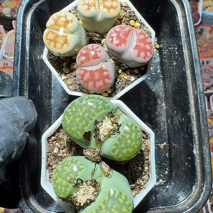 生石花111121。  200