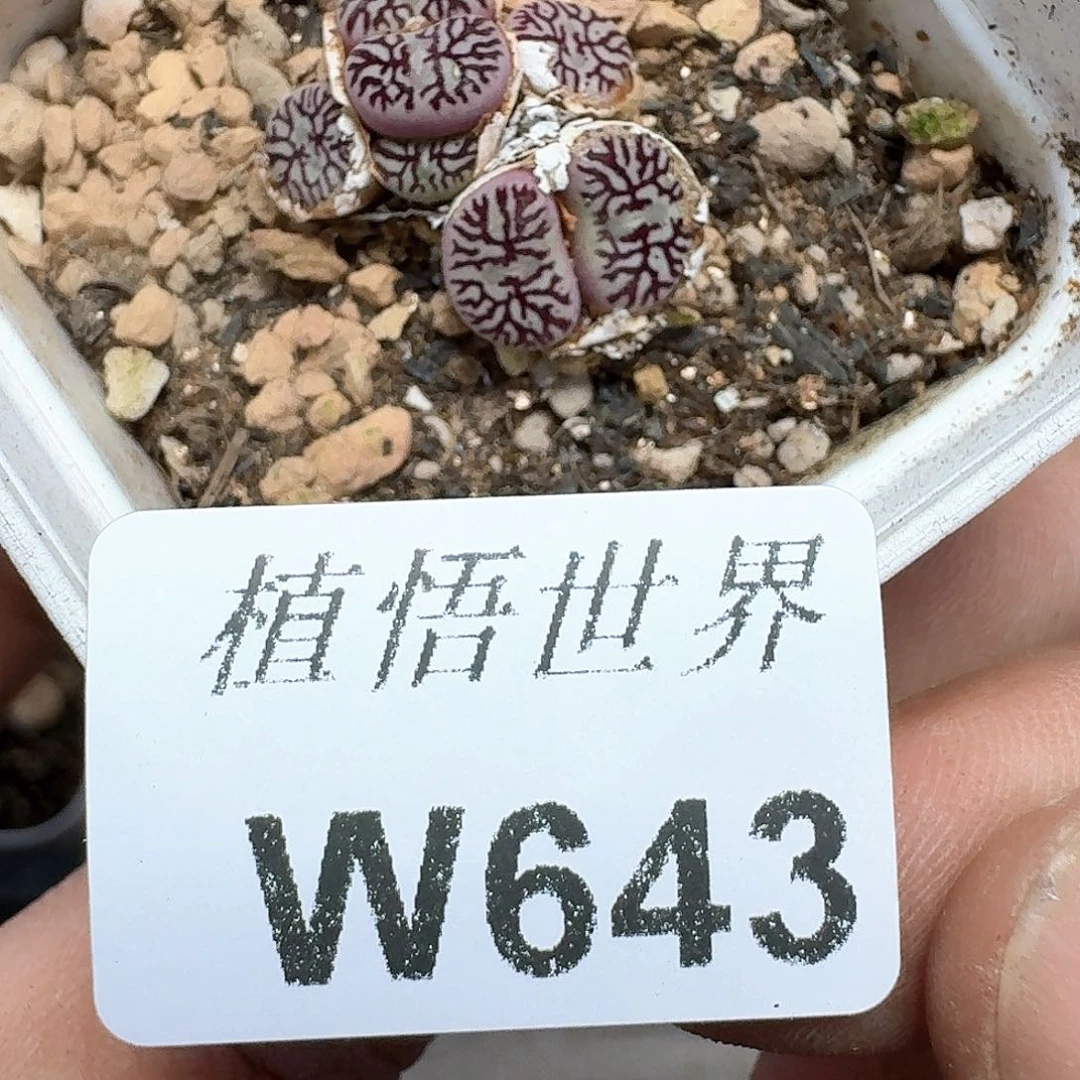 的润泽的润泽说多肉植物c