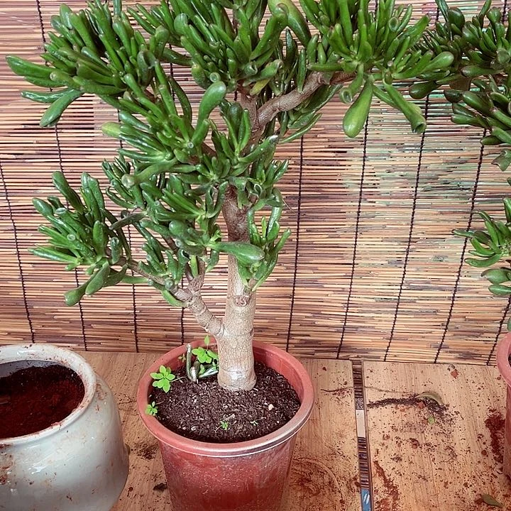吸财树一物一拍老桩