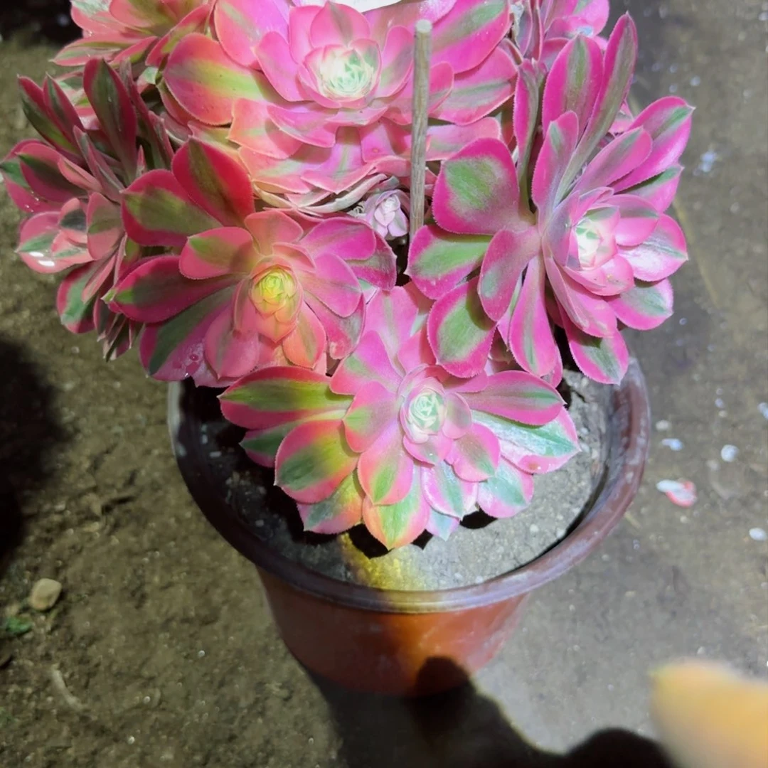 粉女巫法师多肉100