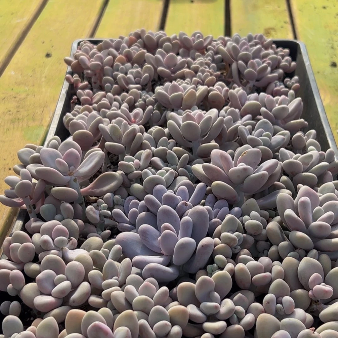 717多肉葡萄的味道是什么