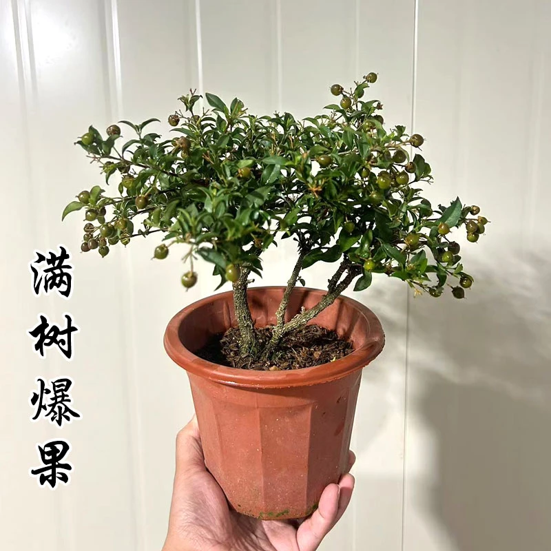 【大盆爆果】台湾李氏珍珠樱花