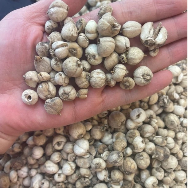 伊桦食养西藏全自然藏贝姆50g/包