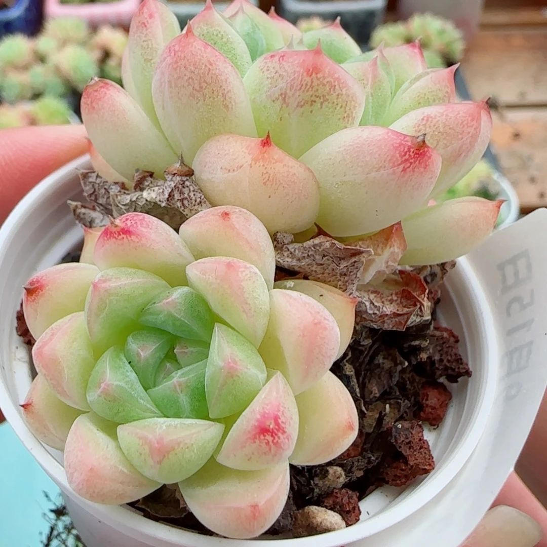 花语逸镜0915-33包子麦秆