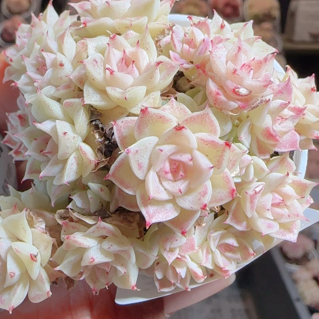 花语多肉0105-32魔仙散叶伤