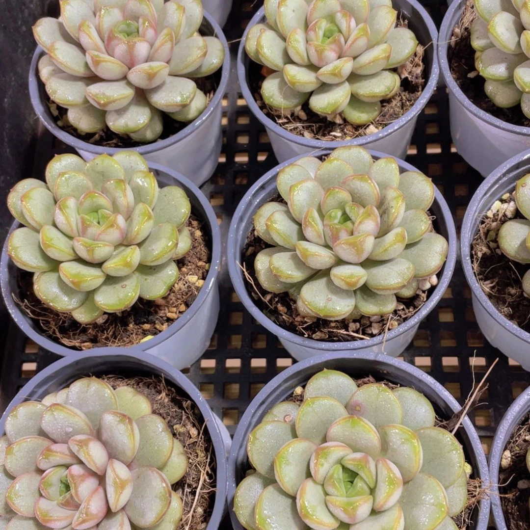 量拍120号 厚叶冰透葡萄单头一个