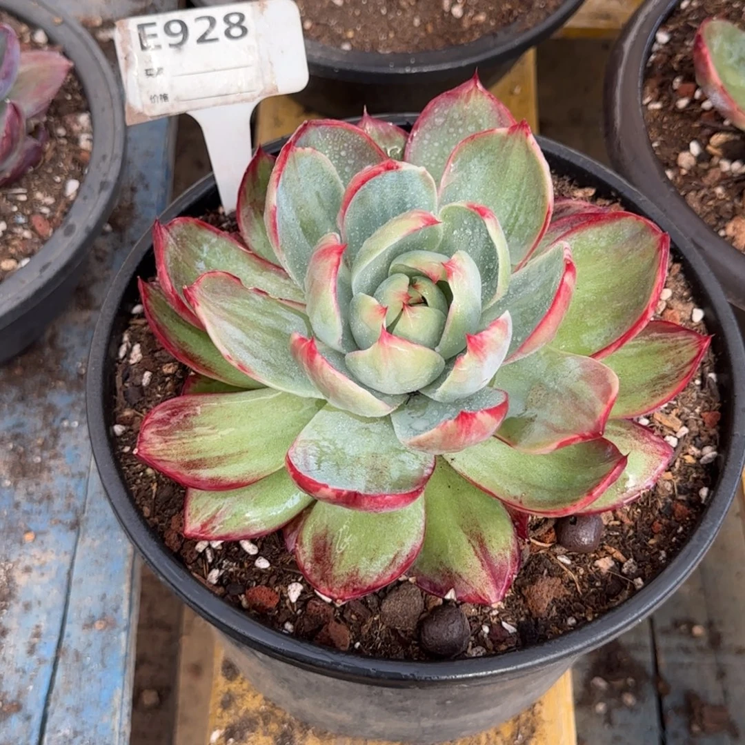 花脸拉丝惊鸿一物一拍包装收缩花旱928