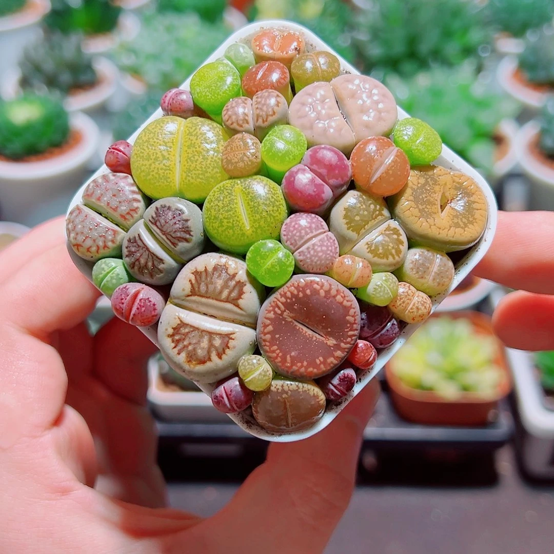 彩拼生石花带白盆种好