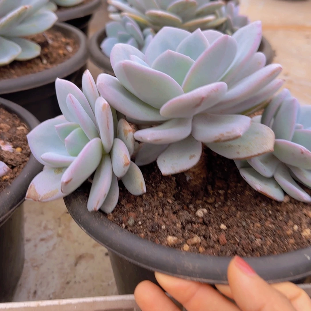 心***向多肉植物多肉植物