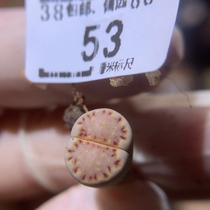 小*乖zzzzzzz好可爱啊53