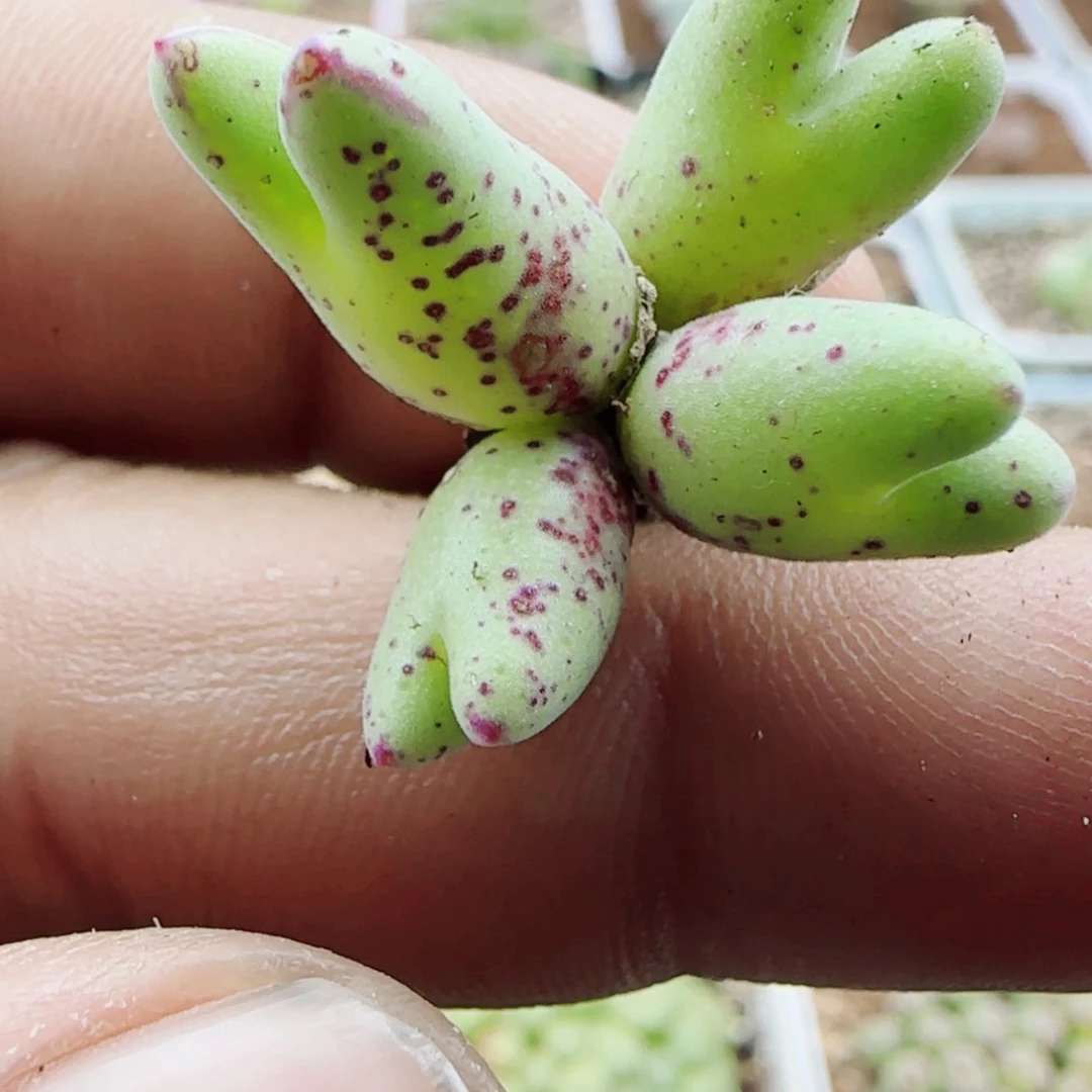 【闪购商品】19818